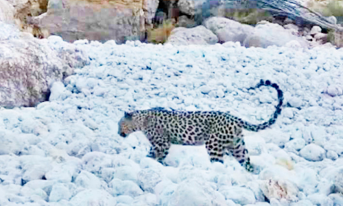 അ​റേ​ബ്യ​ൻ പു​ള്ളി​പ്പു​ലി കാ​മ​റ​യി​ൽ കു​ടു​ങ്ങി