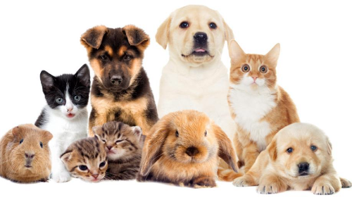 വളർത്തുമൃഗങ്ങൾക്ക്​ രജിസ്​ട്രേഷൻ: അറിയിപ്പ്​ നൽകണ​മെന്ന്​ ഹൈകോടതി