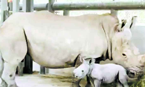 ഷാർജ സഫാരിയിൽ വെളുത്ത കാണ്ടാമൃഗം പിറന്നു