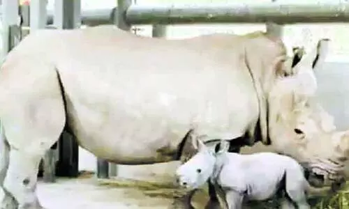 ഷാർജ സഫാരിയിൽ വെളുത്ത കാണ്ടാമൃഗം പിറന്നു