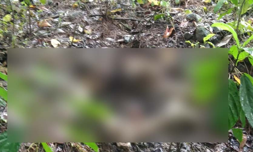 കശുമാവിൻ തോട്ടത്തിലെ അസ്ഥികൂടം ഡി.എൻ.എ പരിശോധനക്കയക്കും