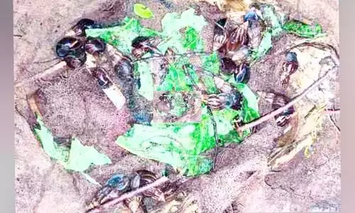 കു​ഴി​യി​ൽ കെ​ണി​യൊ​രു​ക്കി ആ​ഫ്രി​ക്ക​ൻ ഒ​ച്ച്​ നി​വാ​ര​ണ​വു​മാ​യി ഡി.​വൈ.​എ​ഫ്.​ഐ