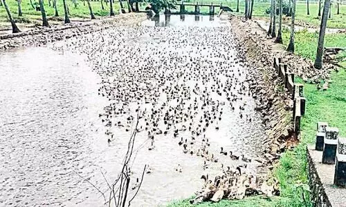 കോ​വി​ഡ് പ്ര​തി​സ​ന്ധി​യി​ൽ വ​ല​ഞ്ഞ് പ​ഴ​ങ്ങ​നാ​െ​ട്ട താ​റാ​വു​ക​ർ​ഷ​ക​ർ താ​റാ​വു​തീ​റ്റ​യും കി​ട്ടു​ന്നി​ല്ല