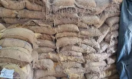 സപ്ലൈകോ ഗോഡൗണിൽ പുഴുവരിച്ച അരി പുത്തൻ അരിയാക്കി; നാട്ടുകാർ പിടിച്ചു