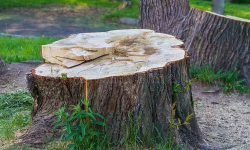 അടിമാലി മരം മുറി; റേഞ്ച് ഓഫീസറെ ഒന്നാം പ്രതിയാക്കി പാെലീസ് കേസ്