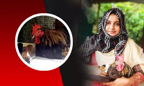 പൂ​വ​ൻ​കോ​ഴി അ​ട​യി​രു​ന്നു; 22ാം ദി​വ​സം മു​ട്ട​ വി​രി​ഞ്ഞു | Hatching rooster in Malappuram