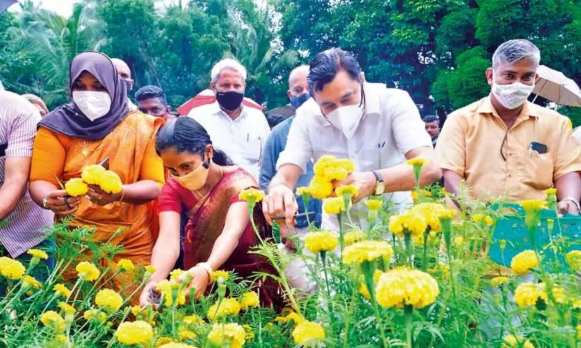 പൂവേ പൊലി പൂവേ...ഓണപൂക്കളം:ചെണ്ടുമല്ലി നിറമരുതൂരിൽ ഒരുങ്ങി