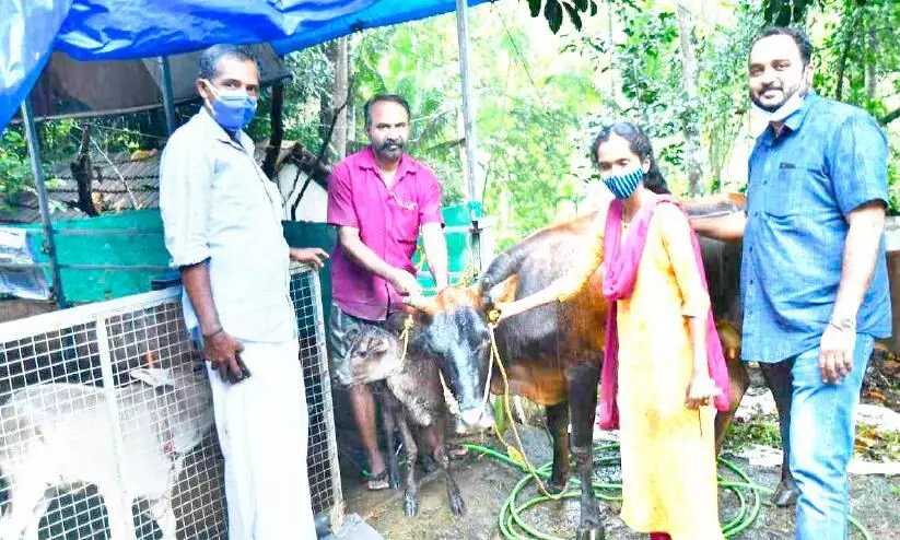 ഉപേക്ഷിച്ച പശുവിനെയും കിടാരിയേയും ഏറ്റെടുത്തു