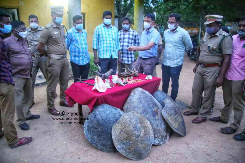 വിൽപനക്കായി ആനക്കൊമ്പ്​ ഉല്പന്നങ്ങൾ, മാൻ കൊമ്പ്, ഭീമൻ ആമ തോടുകൾ...  പുരാതന വസ്തു കേന്ദ്രത്തിലെ പരിശോധനയിൽ കണ്ടത്​