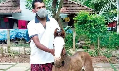കൗതുകക്കാഴ്ചയായി യാസിറിെൻറ പുതിയ കുതിരക്കുഞ്ഞ് കൗതുകക്കാഴ്ചയായി യാസിറിെൻറ പുതിയ കുതിരക്കുഞ്ഞ്