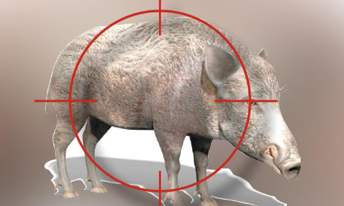 കോന്നിയിൽ പന്നിയെ വെടിവെ​ക്കാൻ ആളില്ല