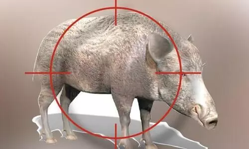 കോന്നിയിൽ പന്നിയെ വെടിവെ​ക്കാൻ ആളില്ല