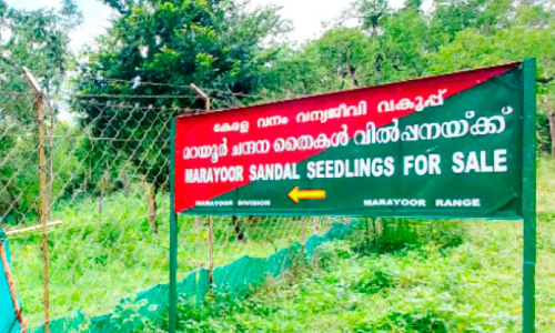 ആര്‍ക്കും വളര്‍ത്താം, മറയൂര്‍ ചന്ദനമരം, വിറ്റഴിച്ചത്​ 3000 തൈകൾ