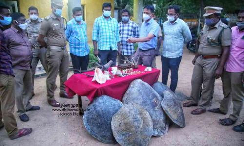 വിൽപനക്കായി ആനക്കൊമ്പ് ഉല്പന്നങ്ങൾ, മാൻ കൊമ്പ്, ഭീമൻ ആമ തോടുകൾ... പുരാതന വസ്തു കേന്ദ്രത്തിലെ പരിശോധനയിൽ കണ്ടത് വിൽപനക്കായി ആനക്കൊമ്പ് ഉല്പന്നങ്ങൾ, മാൻ കൊമ്പ്, ഭീമൻ ആമ തോടുകൾ... പുരാതന വസ്തു കേന്ദ്രത്തിലെ പരിശോധനയിൽ കണ്ടത്