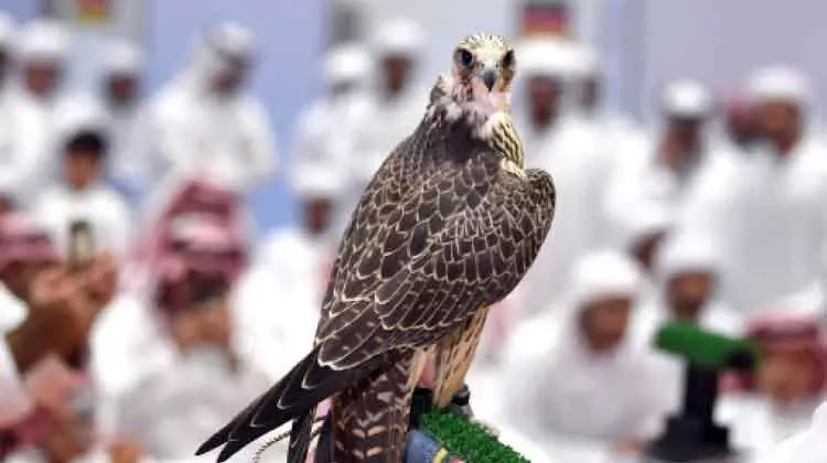 ഫാൽക്കൻറിയുടെ ഭാവി ശാസ്ത്രസമ്മേളനം