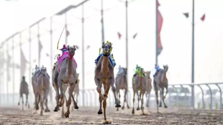 മൂന്നാമത് ക്രൗൺ പ്രിൻസ് ഒട്ടകമേളക്ക് ഉജ്ജ്വല തുടക്കം മൂന്നാമത് ക്രൗൺ പ്രിൻസ് ഒട്ടകമേളക്ക് ഉജ്ജ്വല തുടക്കം