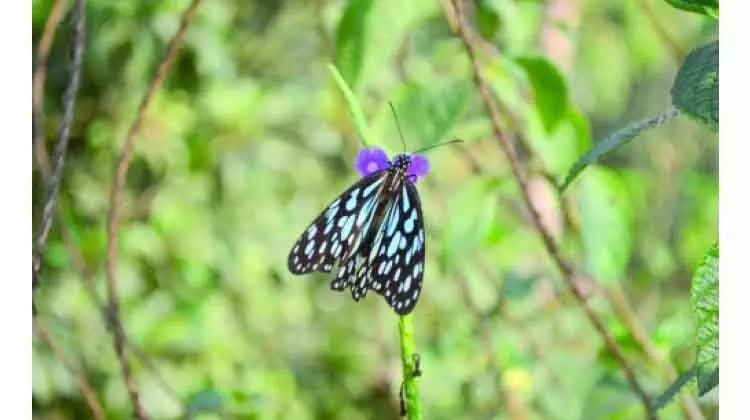 കടുവ പൂമ്പാറ്റകളെ 37 വർഷത്തിന് ശേഷം കണ്ടെത്തി കടുവ പൂമ്പാറ്റകളെ 37 വർഷത്തിന് ശേഷം കണ്ടെത്തി