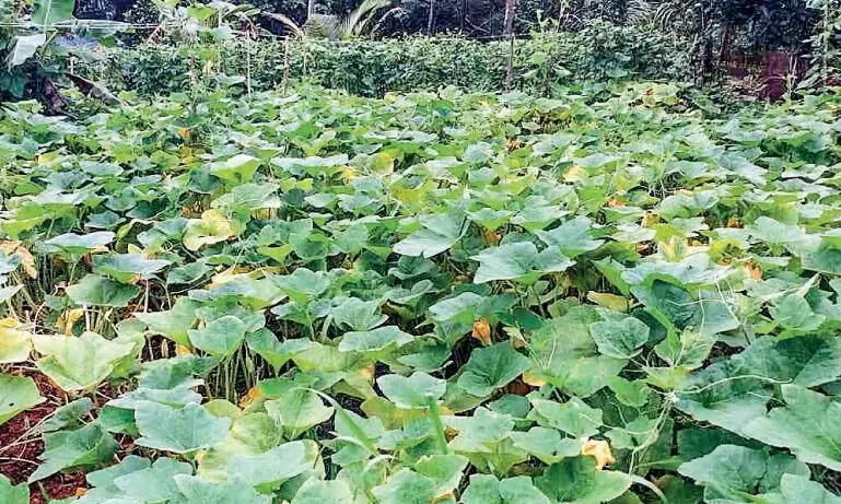 വിഷരഹിത പച്ചക്കറി കൃഷിയുമായി പ്രതിഭ വിഷരഹിത പച്ചക്കറി കൃഷിയുമായി പ്രതിഭ