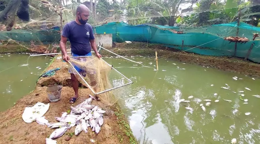 കു​​ള​​ത്തി​​ൽ വി​​ഷം ക​​ല​​ർ​​ത്തി; ല​​ക്ഷ​​ക്ക​​ണ​​ക്കി​​ന് രൂ​​പ​​യു​​ടെ മ​​ത്സ്യ​​ങ്ങ​​ൾ ച​​ത്തു