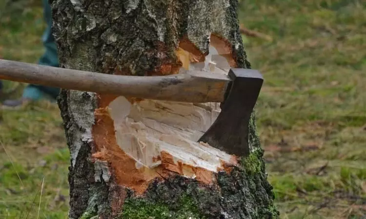 tree cutting