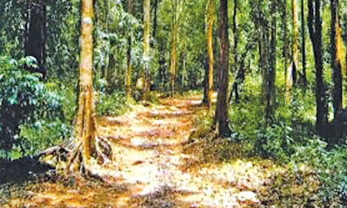 യാഥാർഥ്യമാകാതെ വയനാട്​-വിലങ്ങാട് ചുരമില്ലാ റോഡ്