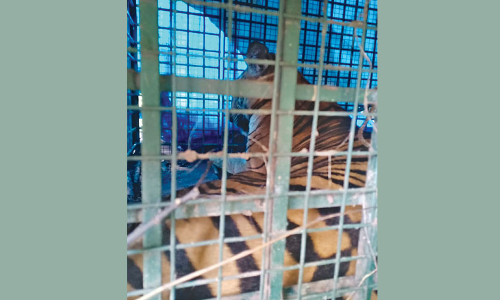 വാ​കേ​രി​യി​ൽ​നി​ന്ന് പി​ടി​കൂ​ടി​യ ക​ടു​വ​യെ ബ​ന്ദി​പ്പൂ​രി​ൽ തു​റ​ന്നു​വി​ട്ടു