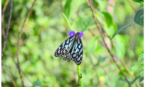 കടുവ പൂമ്പാറ്റകളെ 37 വർഷത്തിന്​ ശേഷം കണ്ടെത്തി
