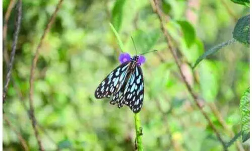 കടുവ പൂമ്പാറ്റകളെ 37 വർഷത്തിന്​ ശേഷം കണ്ടെത്തി