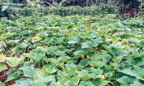 വിഷരഹിത പച്ചക്കറി കൃഷിയുമായി പ്രതിഭ