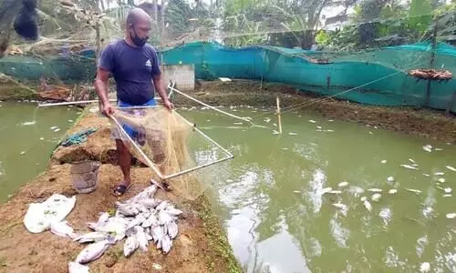 കുളത്തിൽ വിഷം കലർത്തി; ലക്ഷക്കണക്കിന് രൂപയുടെ മത്സ്യങ്ങൾ ചത്തു കുളത്തിൽ വിഷം കലർത്തി; ലക്ഷക്കണക്കിന് രൂപയുടെ മത്സ്യങ്ങൾ ചത്തു