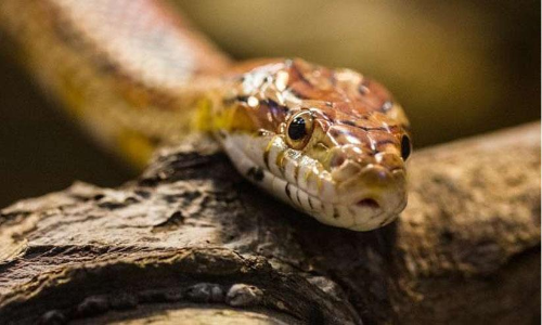 കടിച്ച അണലിക്കുഞ്ഞിനെ പിടിച്ചു ചവച്ചു, മുഖത്ത്​ കിട്ടിയത്​ പത്ത്​ കൊത്ത്​; വയോധികൻ മരിച്ചു