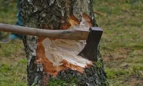tree cutting