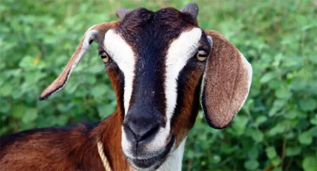 ആടുവസന്ത പടരുന്നു ആടുവസന്ത പടരുന്നു