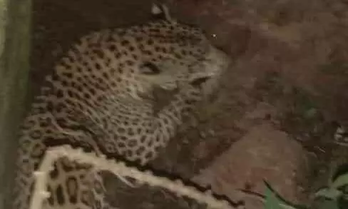 തിരുവിഴാംകുന്ന് ജനവാസ കേന്ദ്രത്തിൽ പുലി; ജനങ്ങൾ ഭീതിയിൽ