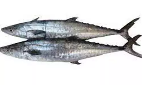 അയക്കൂറ മത്സ്യബന്ധനത്തിന്​ ഞായറാഴ്​ച മുതൽ വിലക്ക്