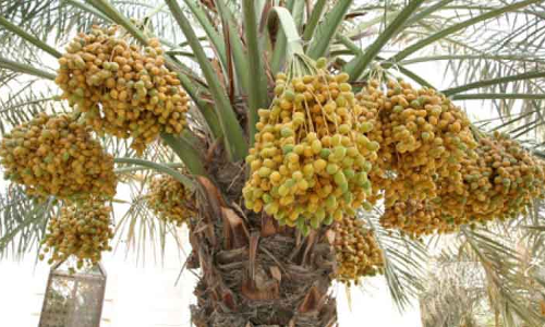 ഇത്​ രുചിയേറും റുതബി​െൻറ കാലം