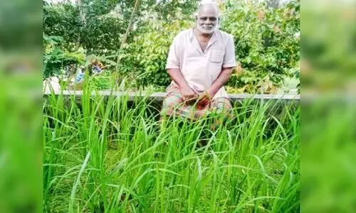 വീടിന്​ മുകളിൽ​ നെൽപാടം, ഇത്​ കരീം കൃഷി