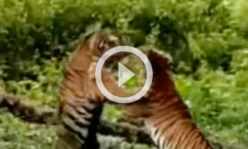 കടുവകൾ മുഖാമുഖം; കേരള-കർണാടക അതിർത്തിയിലെ നാഗർഹോളയിൽ നിന്നുള്ള ദൃശ്യം വൈറൽ