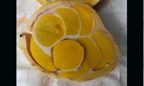 മുട്ടയിടാത്തതിനാൽ അറുത്ത കോഴിയു​ടെ വയറ്റിൽ കണ്ടത്​​....!