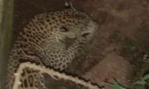 തിരുവിഴാംകുന്ന് ജനവാസ കേന്ദ്രത്തിൽ പുലി; ജനങ്ങൾ ഭീതിയിൽ