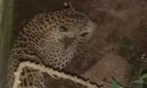 തിരുവിഴാംകുന്ന് ജനവാസ കേന്ദ്രത്തിൽ പുലി; ജനങ്ങൾ ഭീതിയിൽ