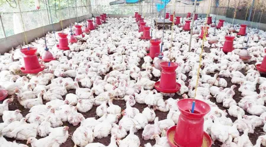 ഇടനിലക്കാരുടെ ചൂഷണം; കോഴികർഷകർ പ്രതിസന്ധിയിൽ ഇടനിലക്കാരുടെ ചൂഷണം; കോഴികർഷകർ പ്രതിസന്ധിയിൽ