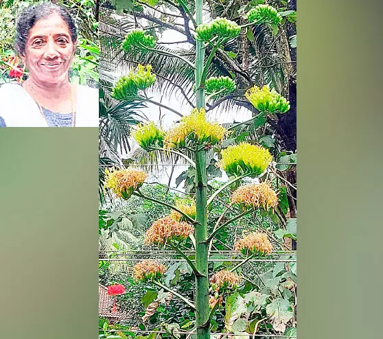 പൂവിട്ടു, വിദേശ പുഷ്പം അഗേവ് സിസലാന പൂവിട്ടു, വിദേശ പുഷ്പം അഗേവ് സിസലാന