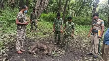 elephant dead body