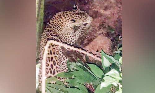 ഇരട്ടവാരിയിൽ പുലി; ജനം ഭീതിയിൽ ഇരട്ടവാരിയിൽ പുലി; ജനം ഭീതിയിൽ