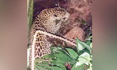 ഇ​ര​ട്ട​വാ​രി​യി​ൽ പു​ലി; ജ​നം ഭീ​തി​യി​ൽ