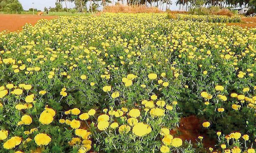Chendumalli fields in Pollachi ready for Onam harvest