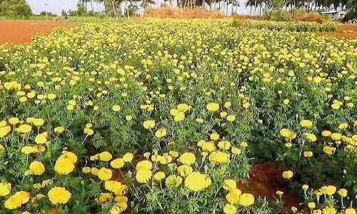 Chendumalli fields in Pollachi ready for Onam harvest