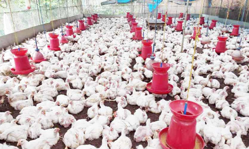 ഇടനിലക്കാരുടെ ചൂഷണം; കോഴികർഷകർ പ്രതിസന്ധിയിൽ