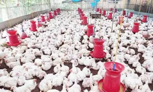 ഇടനിലക്കാരുടെ ചൂഷണം; കോഴികർഷകർ പ്രതിസന്ധിയിൽ